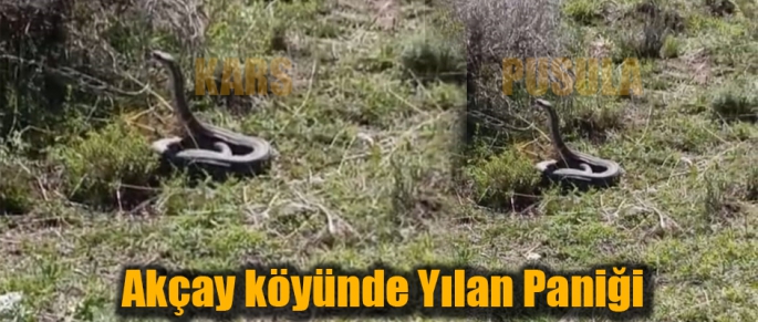 Akçay köyünde Yılan Paniği