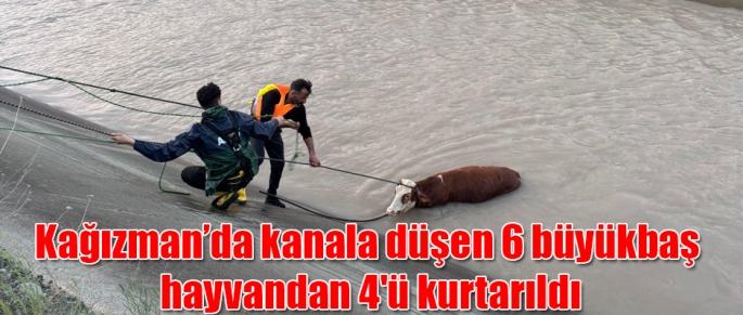 Kağızman'da sulama kanalına düşen 6 büyükbaş hayvandan 4'ü kurtarıldı
