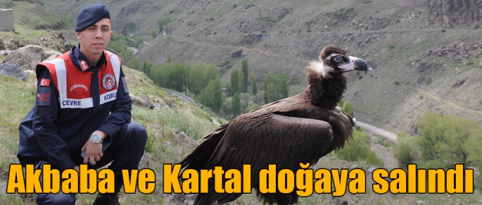 Kars'ta Akbaba ve Kartal doğaya salındı