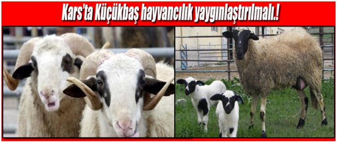 Kars'ta Küçkükbaş Hayvancılık Desteklenmeli