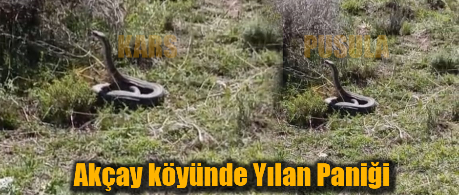 Akçay köyünde Yılan Paniği