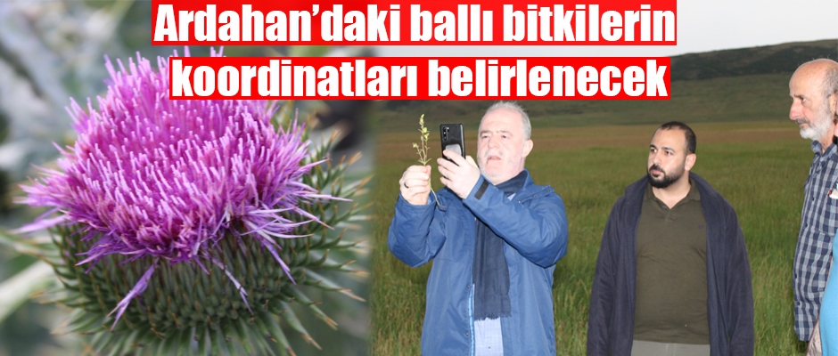 Ardahan’daki ballı bitkilerin koordinatları belirlenecek