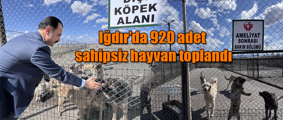 Iğdır’da 920 adet sahipsiz hayvan toplatıldı