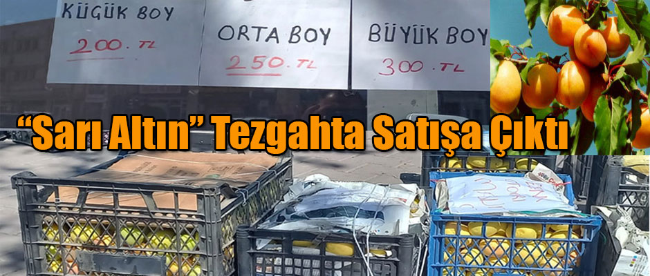 Kağızman 'Sarı Altını' tezgahlarda yerini aldı!