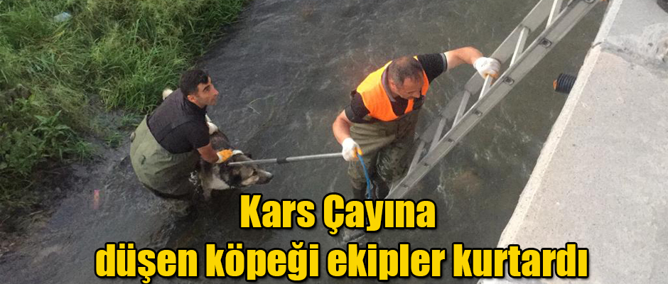 Kars Çayına Düşen Köpeği Ekipler Kurtardı