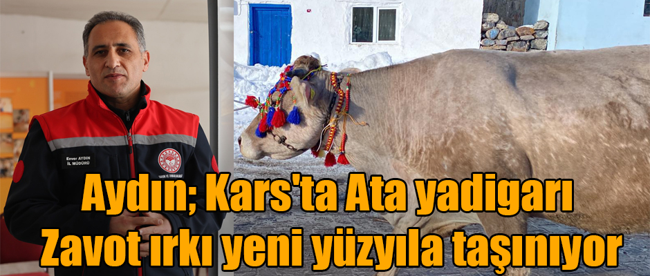 Kars'ta Ata yadigarı Zavot ırkı yeni yüzyıla taşınıyor
