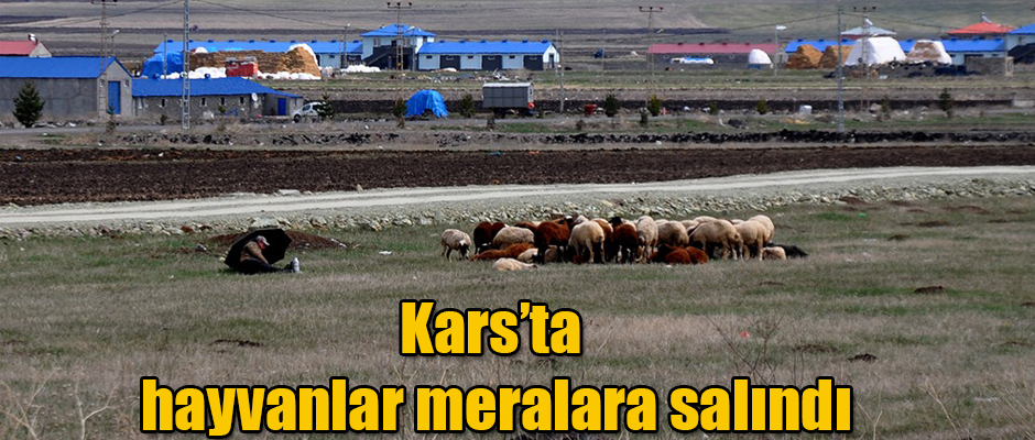 Kars’ta hayvanlar meralara salındı