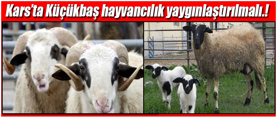 Kars'ta Küçkükbaş Hayvancılık Desteklenmeli