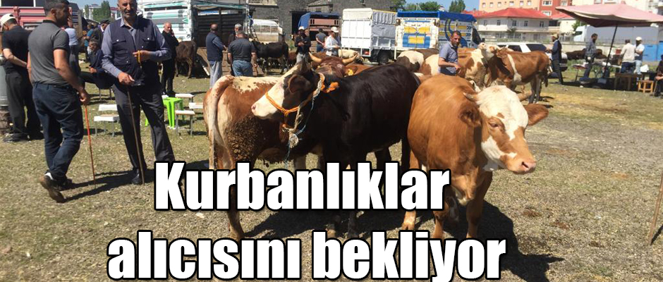 Kars'ta Kurbanlıklar Görücüye Çıktı 