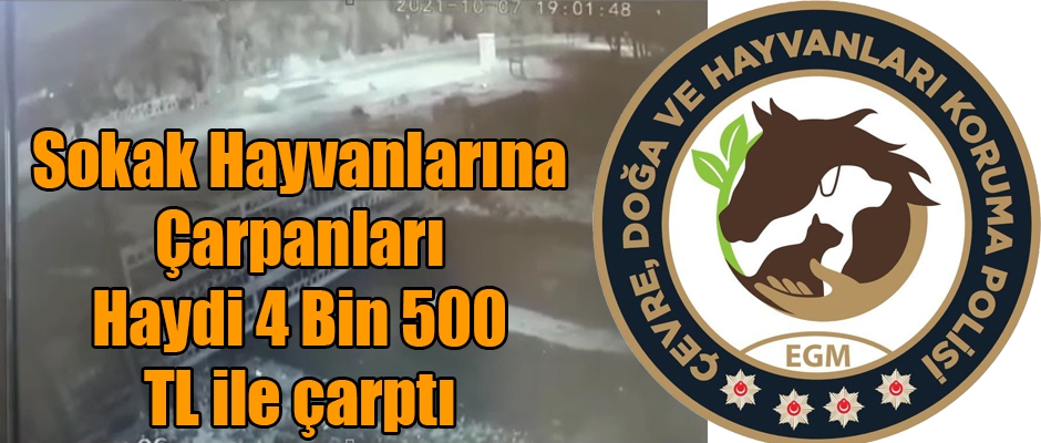 Kars'ta Sokak Hayvanlarına Çarpan Sürücüleri Haydi 4 Bin 500 TL İle Çarptı