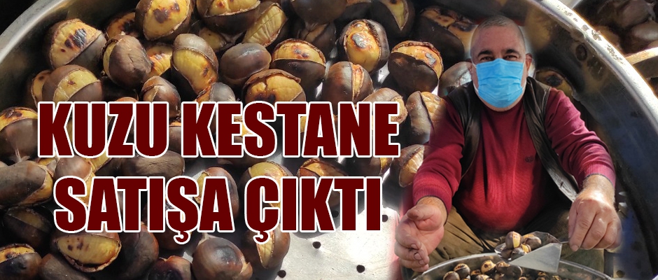 KUZU KESTANE SATIŞA ÇIKTI