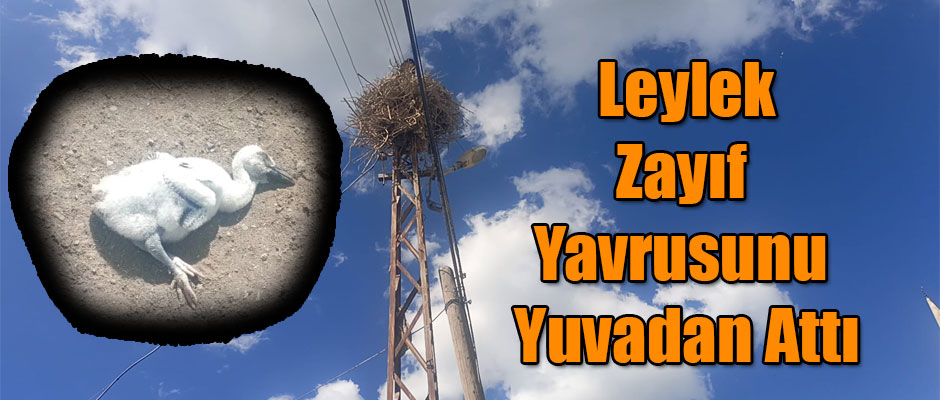 Leylek Zayıf Yavrusunu Yuvadan Attı