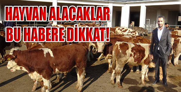  HAYVAN ALACAKLAR BU HABERE DİKKAT!