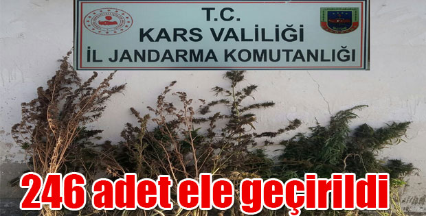 JANDARMA 246 KÖK KENEVİR ELE GEÇİRDİ