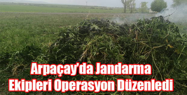 JANDARMA KENEVİR OPERASYONU DÜZENLEDİ