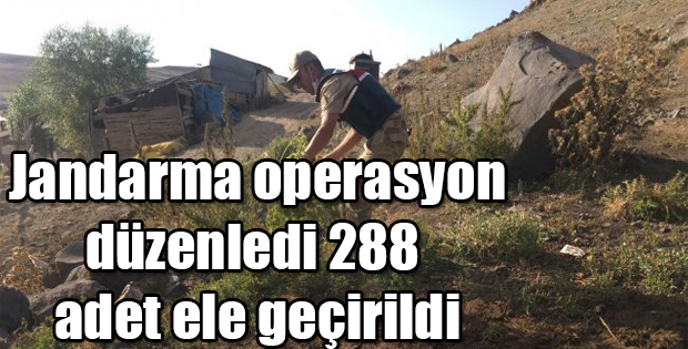 JANDARMA OPERASYON DÜZENLEDİ 288 ADET ELE GEÇİRİLDİ