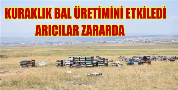 Karsta bal verimi yarı yarıya düştü