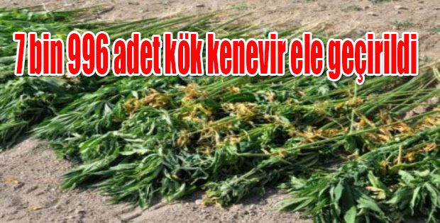 Karsta kök kenevir ele geçirildi 