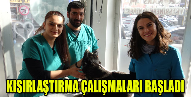 KISIRLAŞTIRMA ÇALIŞMALARI BAŞLADI