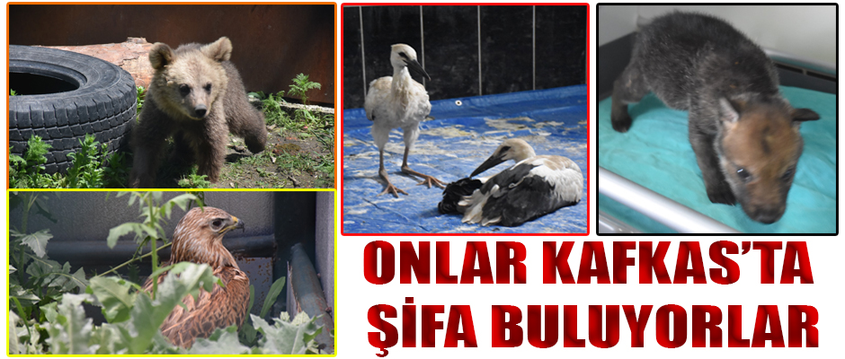 ONLAR KAFKAS'TA ŞİFA BULUYORLAR