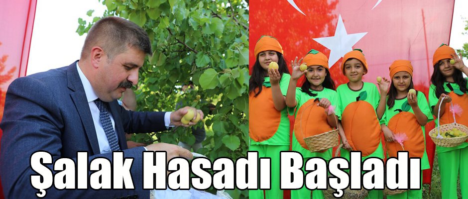 ŞALAK HASADI BAŞLADI