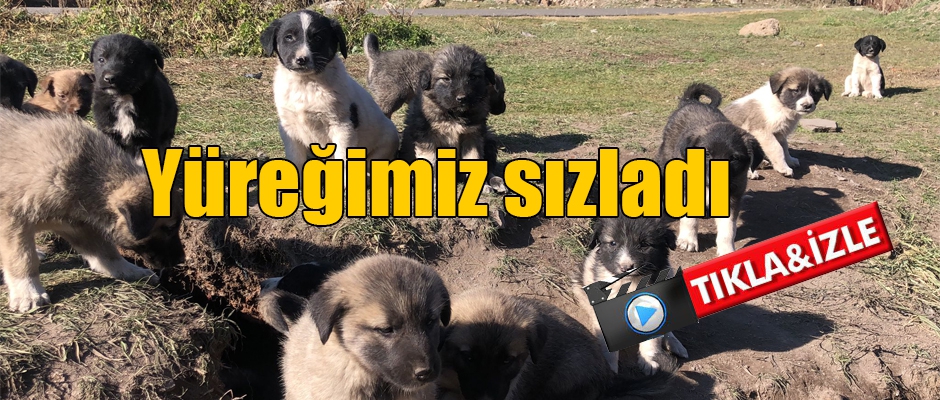 YÜREĞİMİZ SIZLADI!