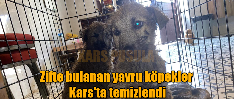 Zifte bulanan yavru köpekler Kars'ta temizlendi